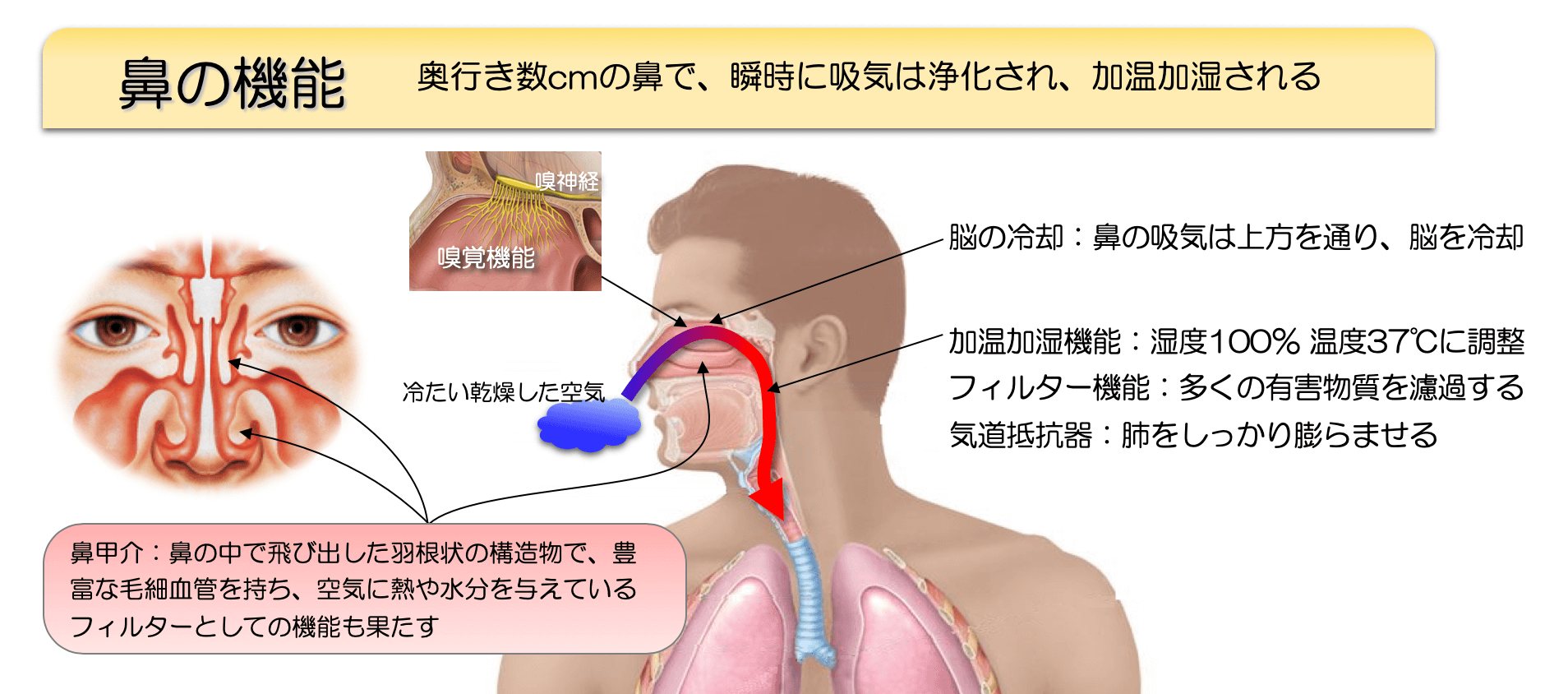 鼻 を すす られる 原因